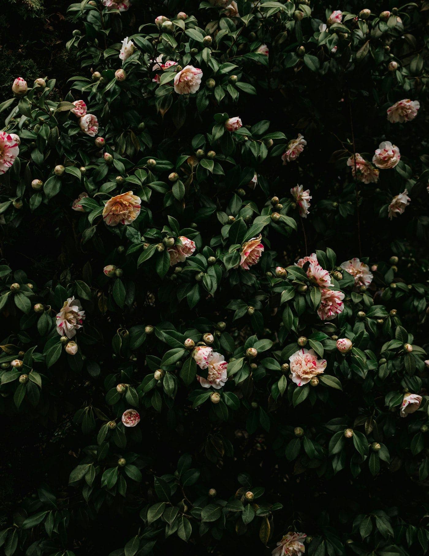 Camélias en fleur au jardin
