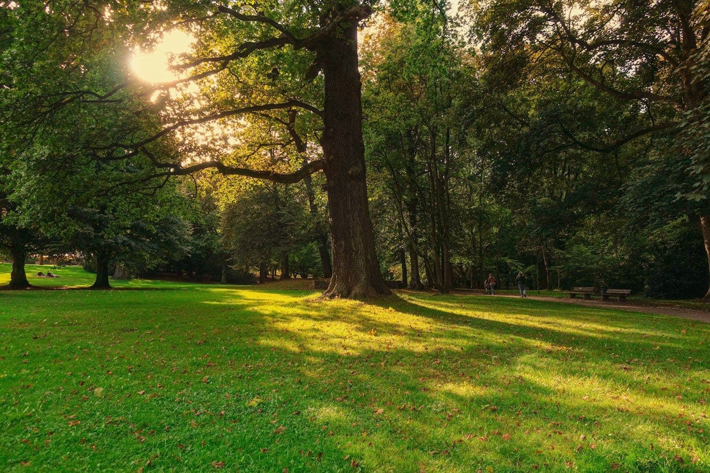 Parc arboré